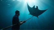 Innovativt Gitter av Forskere og Fiskere Kan Redde Kjempemantarokker